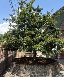 mai vàng cổ thụ