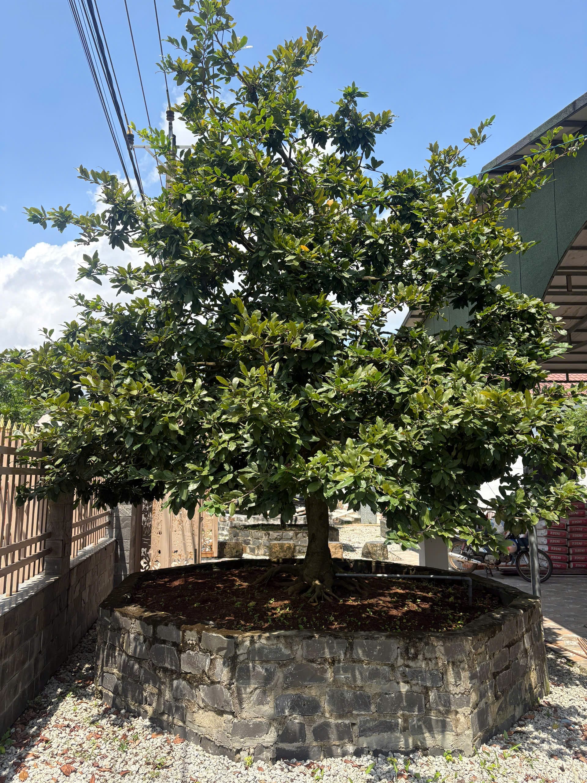 mai vàng cổ thụ